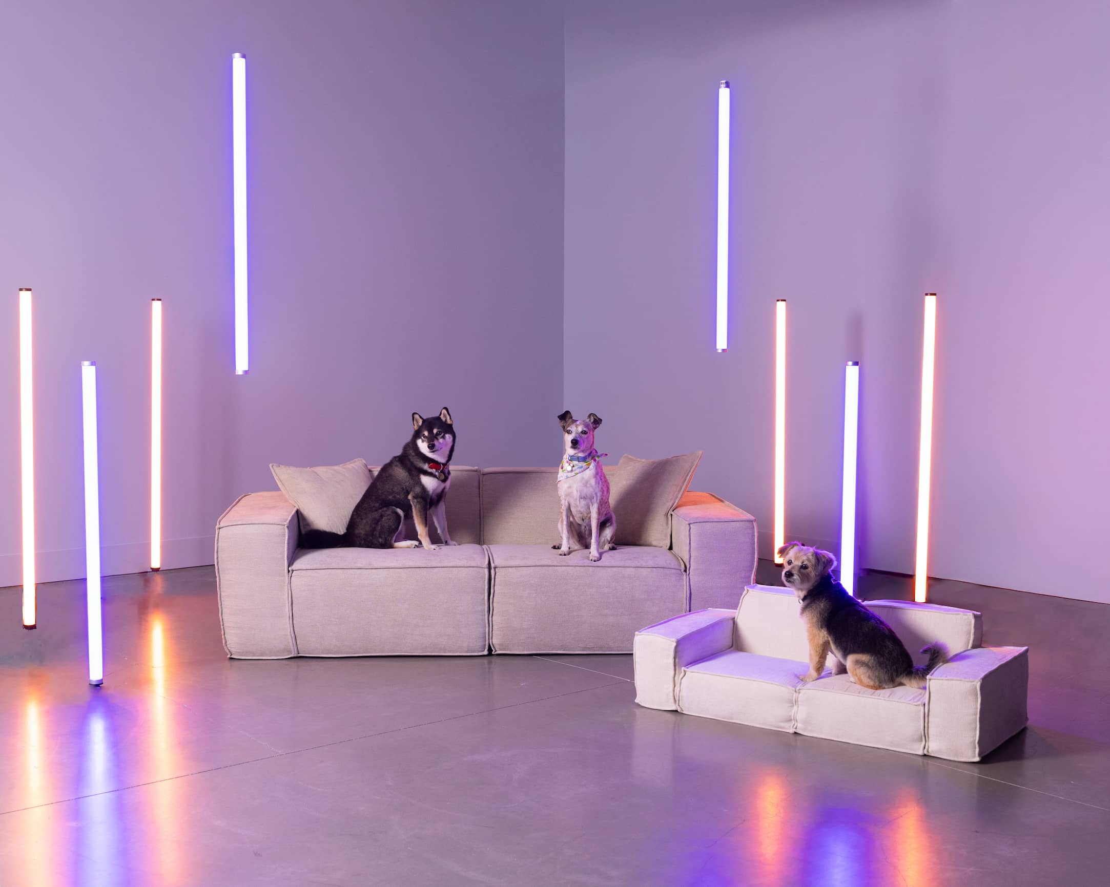 #Modular living room setup with a large beige sofa and a smaller matching pet-sized sofa, featuring three dogs. Neon tube lights in shades of blue, pink, and orange are mounted on the walls, casting a colorful glow on the floor.